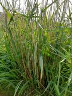 Image of Siberian Wild Rye