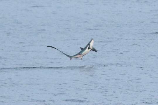 Image of thresher sharks