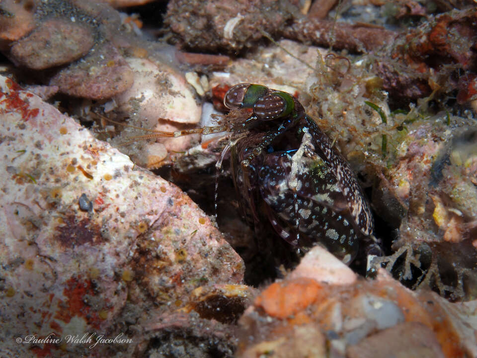 Image of pseudosquillid mantis shrimps