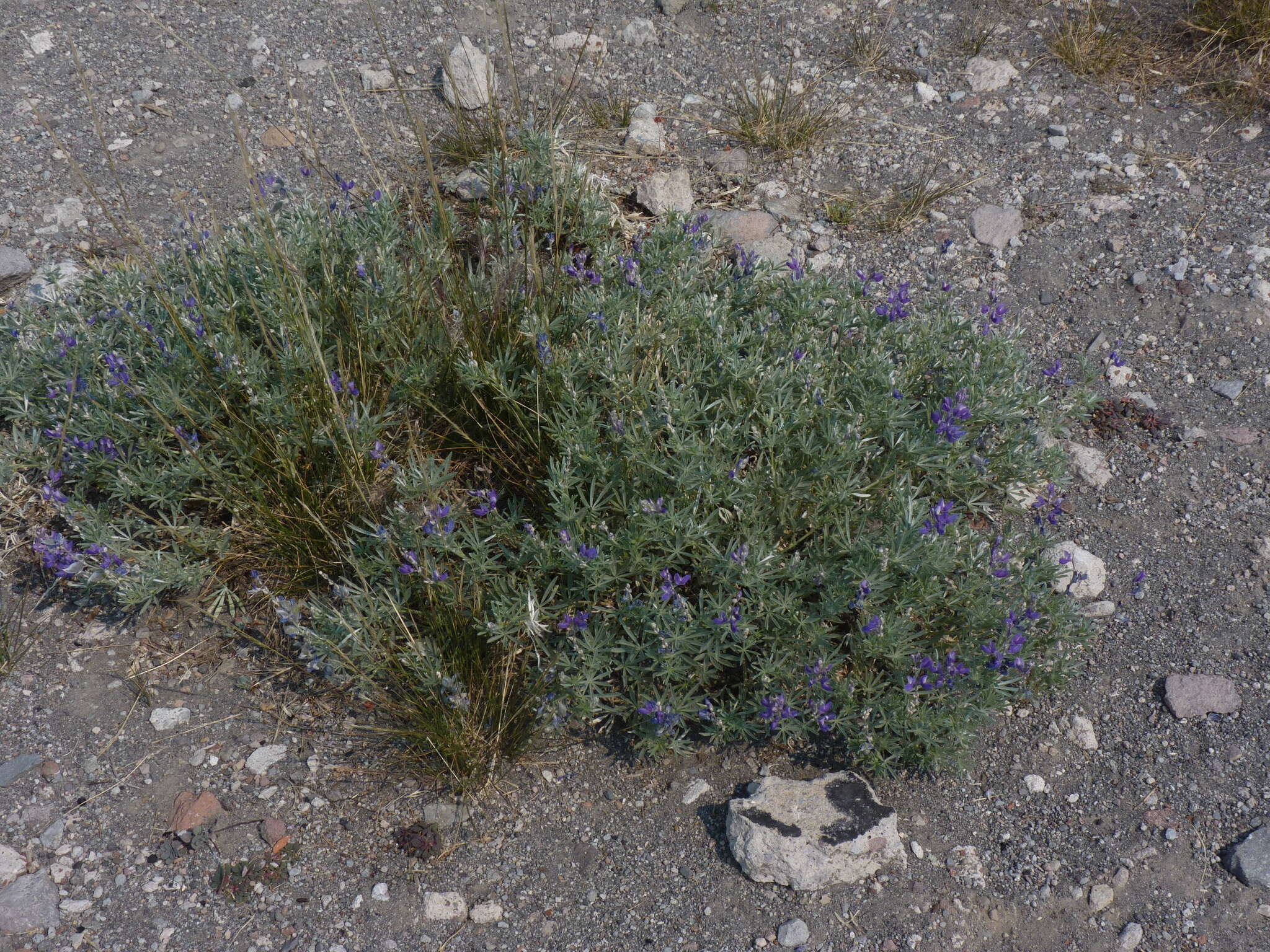 Image of Blunt-lobe Lupine