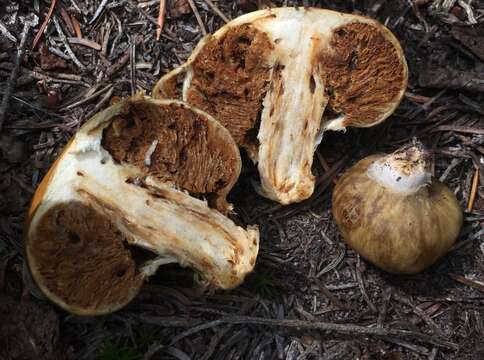 Image de Cortinarius pinguis (Zeller) Peintner & M. M. Moser 2002