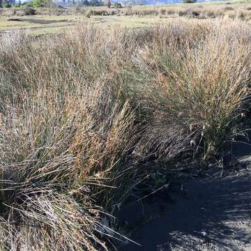 Image of Juncus kraussii Hochst.