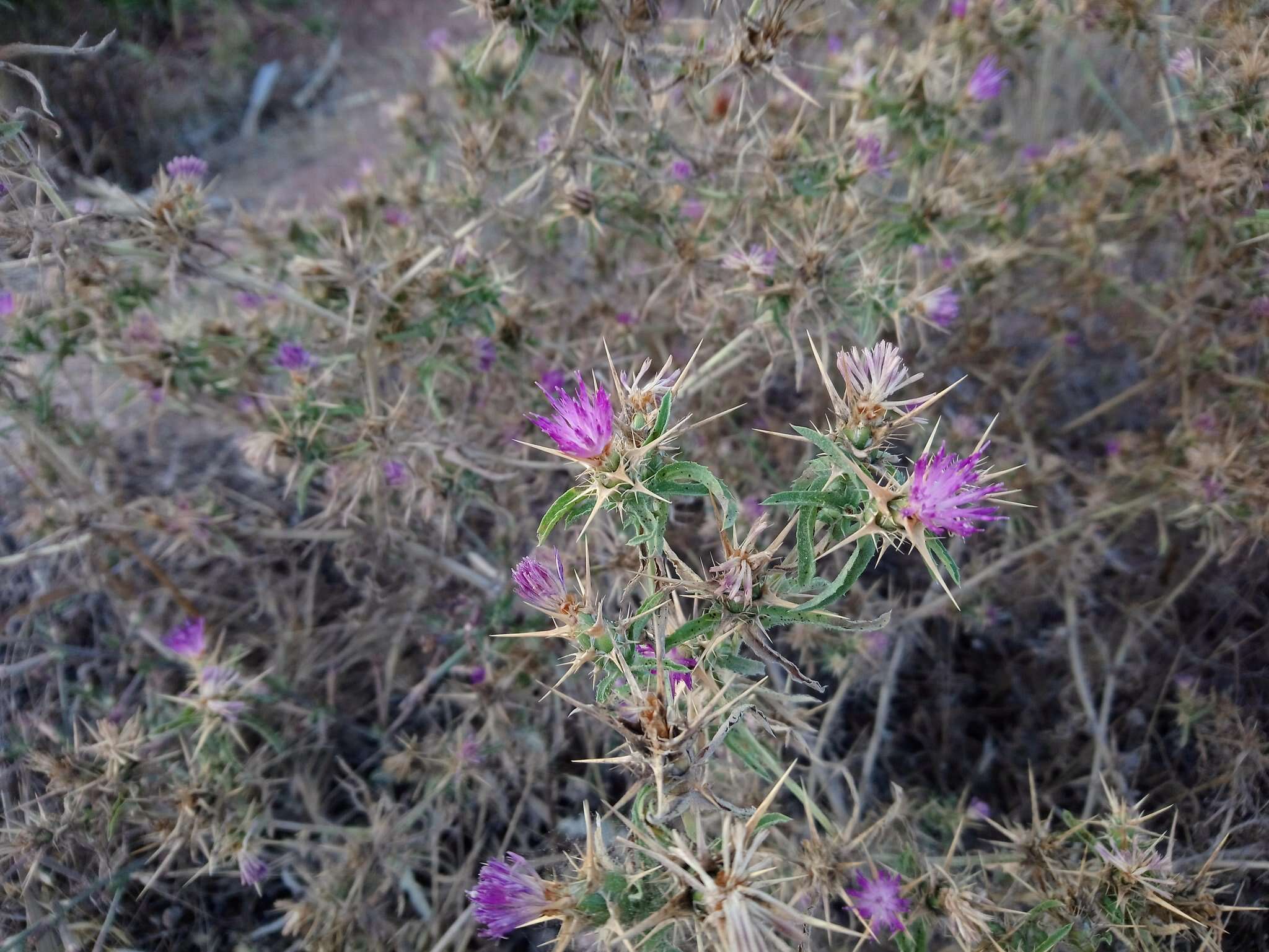 Image of Centaurea calcitrapa subsp. calcitrapa