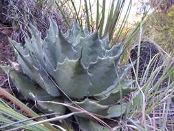 Agave nuusaviorum García-Mend. resmi