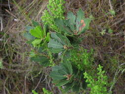 Image of Morella diversifolia (Adamson) D. J. B. Killick