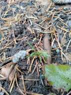 Image of Great Basin Indian potato