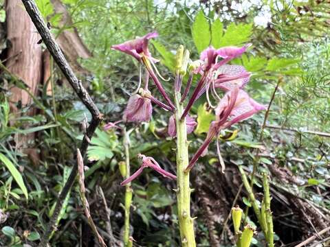 Imagem de Liparis derchiensis S. S. Ying