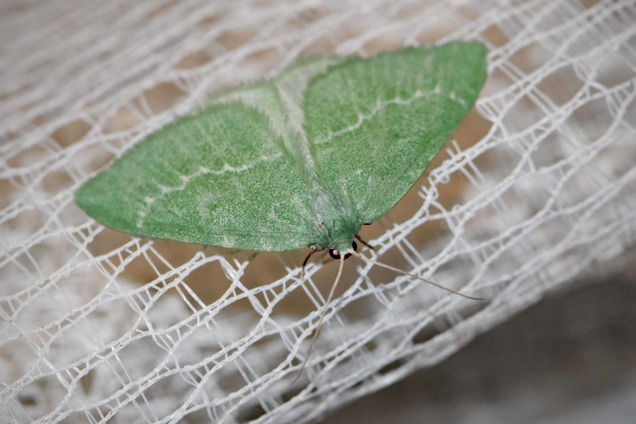 Image of Euloxia isadelpha Turner 1910