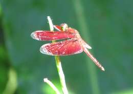 Image de <i>Neurothemis stigmatizans bramina</i> Guerin 1830