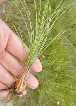 Image of Limestone Quillwort