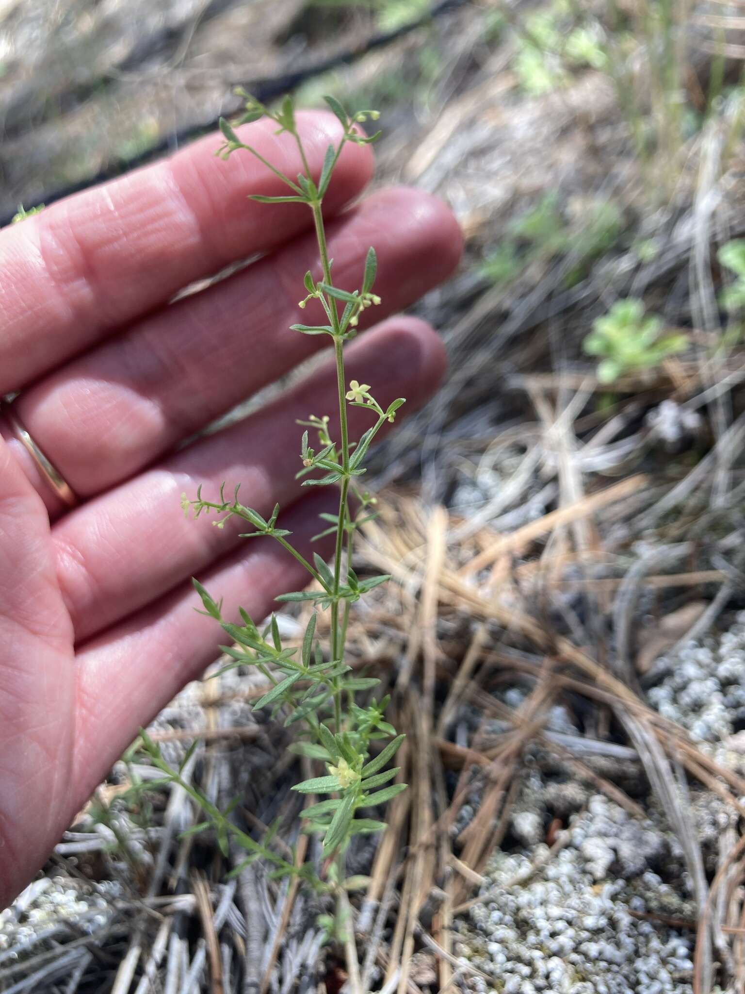 Plancia ëd Galium fendleri A. Gray