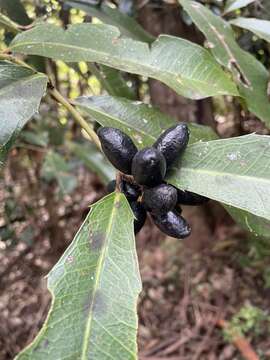 Image of Wilkiea macrophylla (Tul.) A. DC.