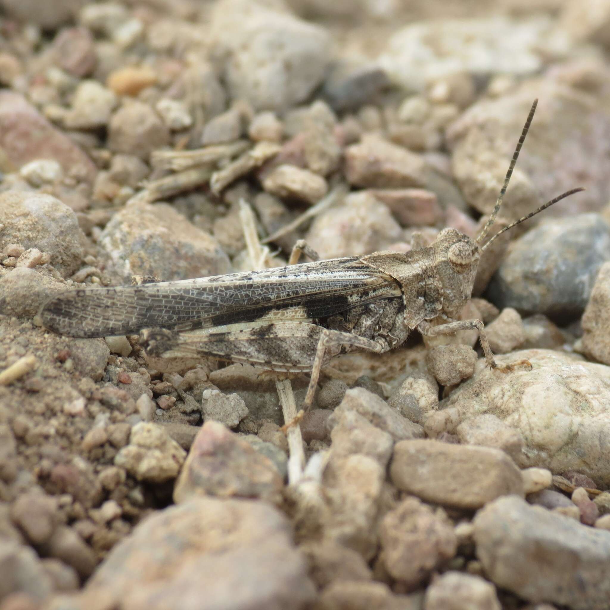 Image of Ridged Grasshopper