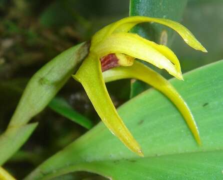 Image of Maxillaria crocea Lindl.