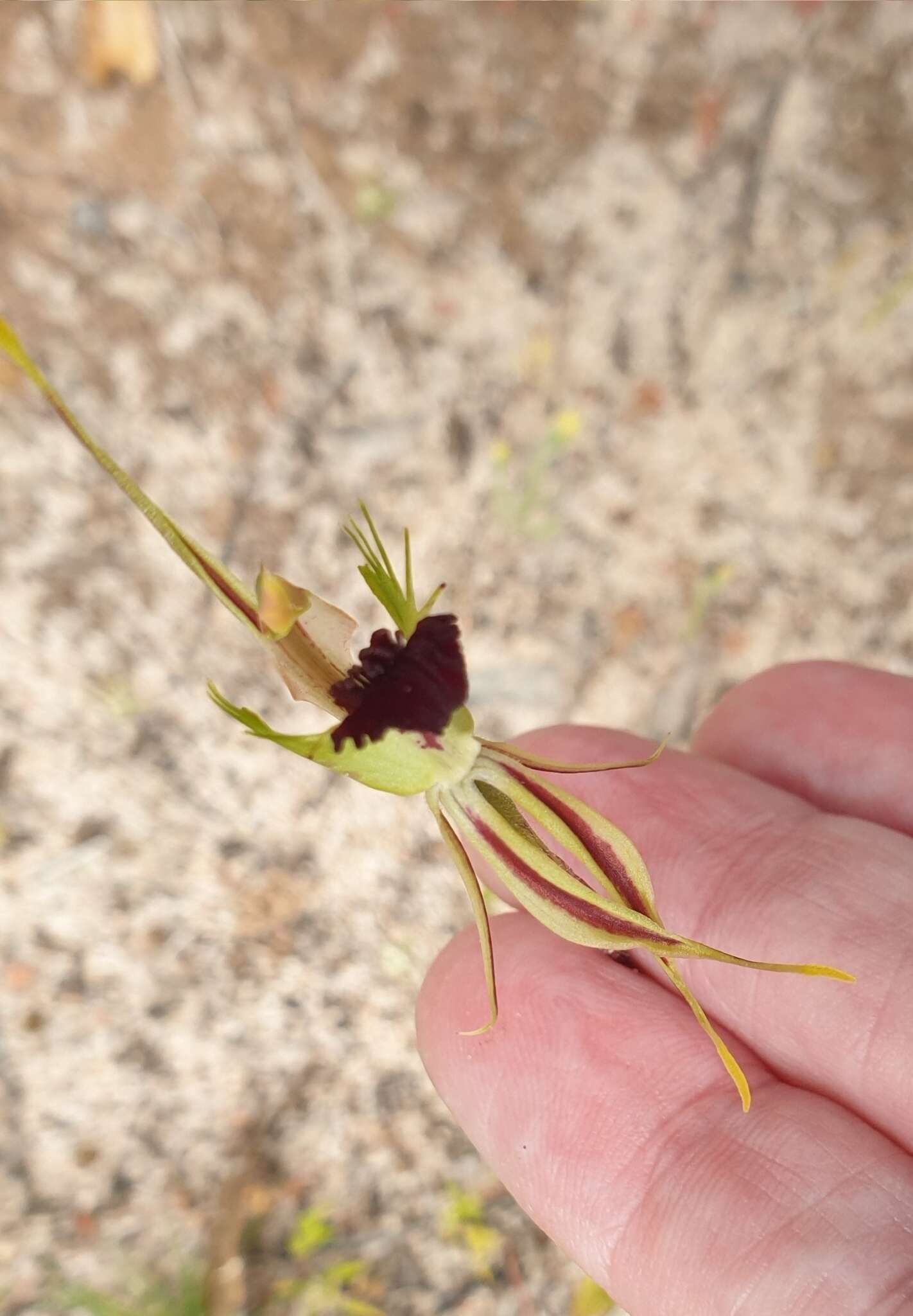 Caladenia verrucosa G. W. Carr resmi