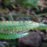 Image of Phymatosorus pustulatus subsp. howensis Tindale & P. S. Green