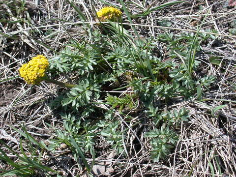 Imagem de Lomatium cous (S. Wats.) Coult. & Rose