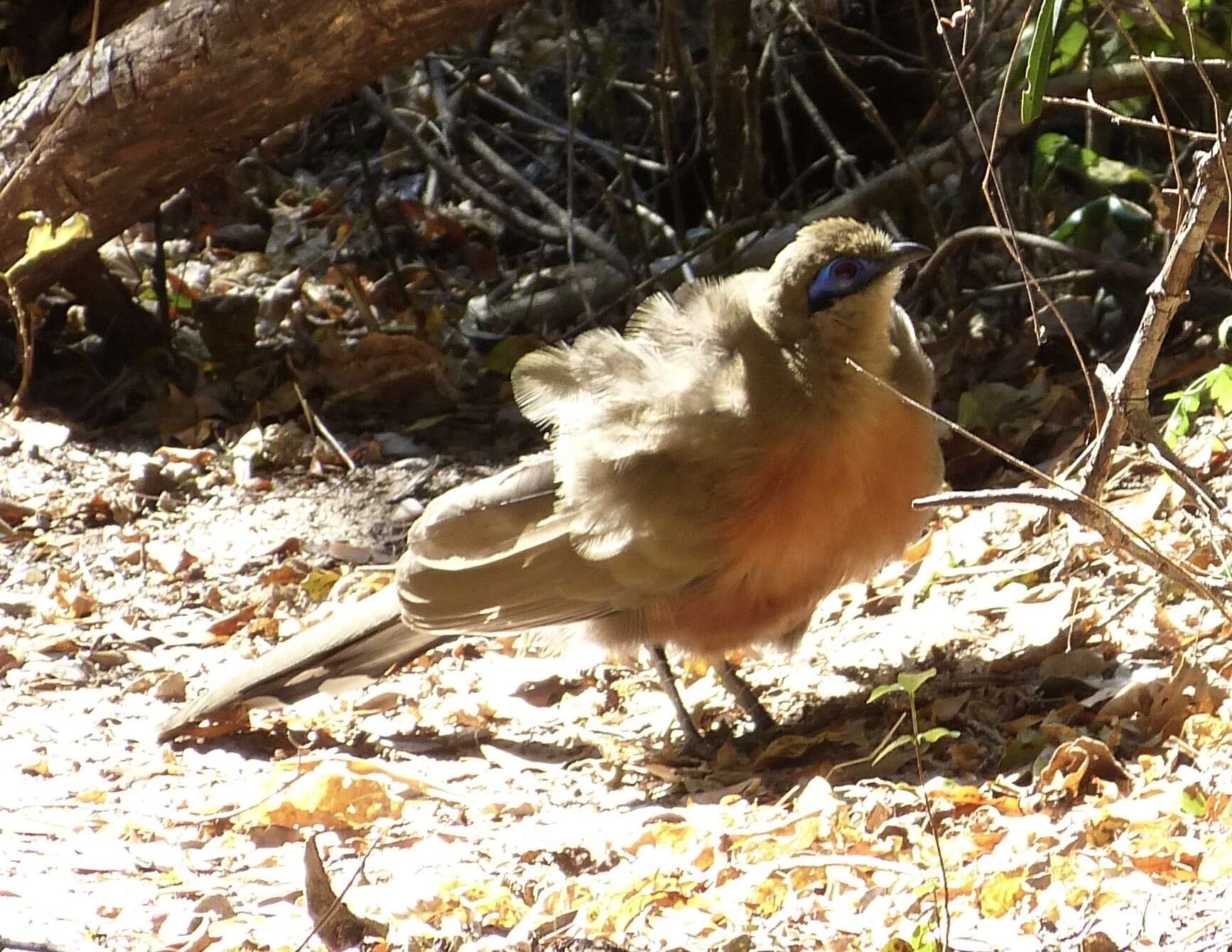 Image of Coquerel's Coua