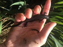 Image of Great Crested Newt