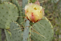 Opuntia azurea var. discolor的圖片