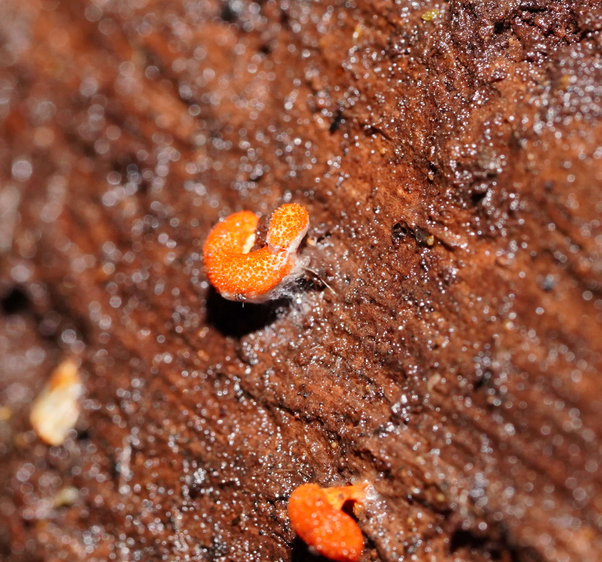 Cordyceps militaris (L.) Fr. 1818 resmi