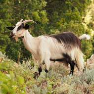 Image of domestic goat