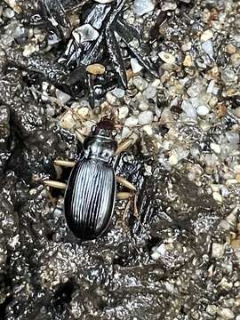 Image de Nebria (Reductonebria) eschscholtzii Ménétriés 1843