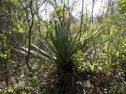 Image of Garden sisal