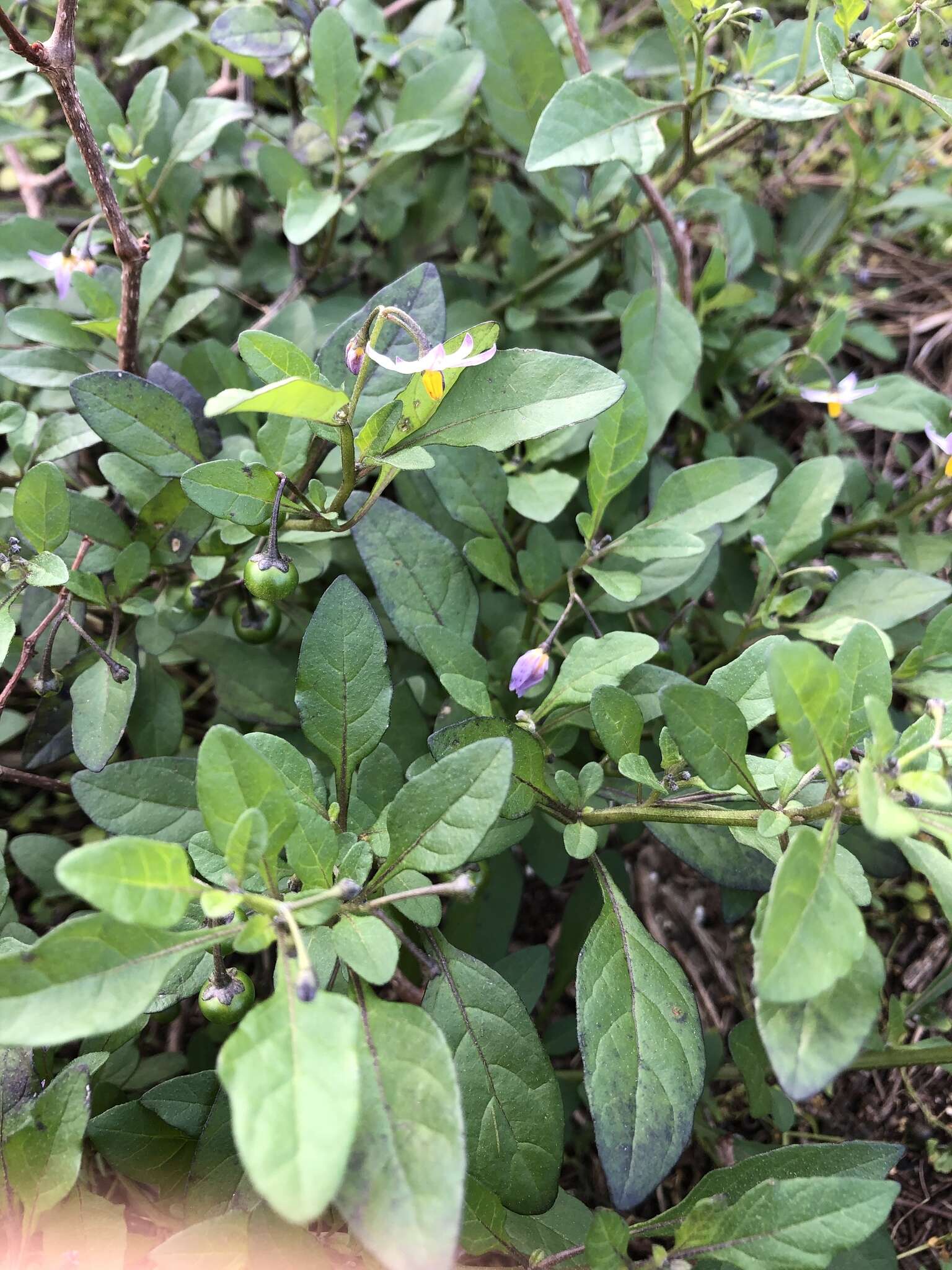 Image of Glowing Nightshade