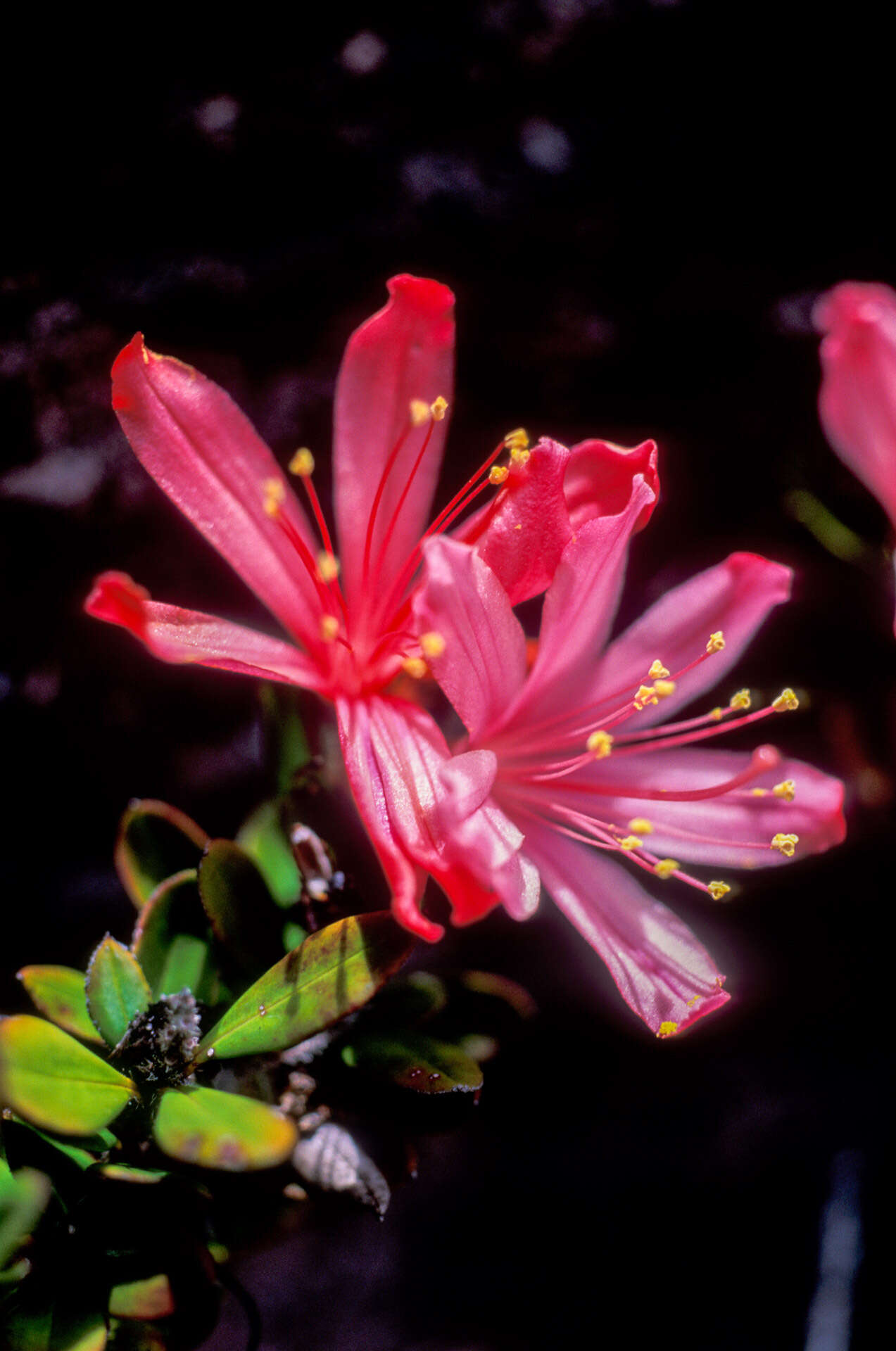 Image of Bejaria imthurnii N. E. Br.