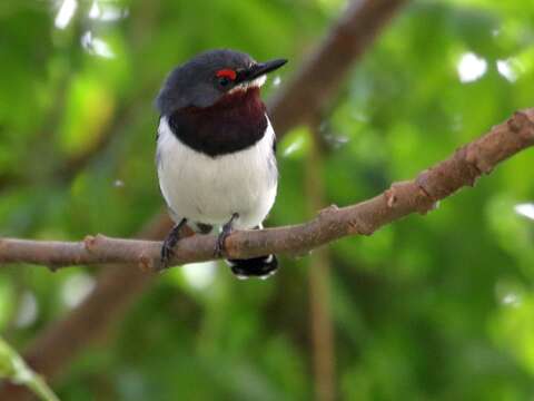 Image of Brown-throated Wattle-eye