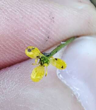 Image of Ranunculus polyphyllus W. & K. ex Willd.