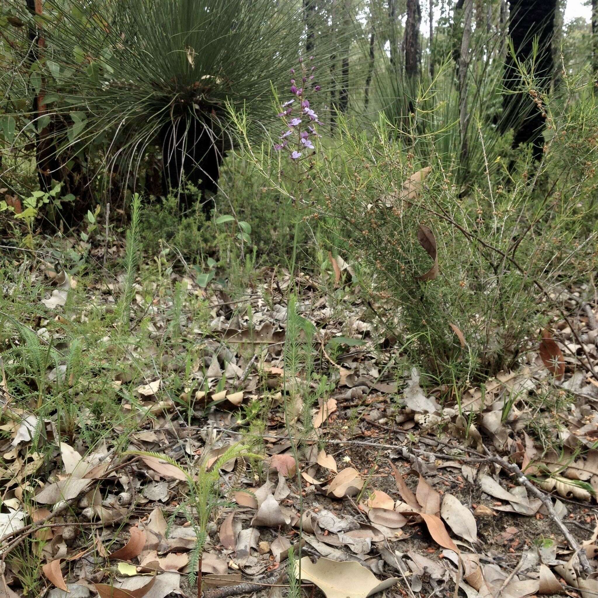 Image de Stylidium amoenum R. Br.