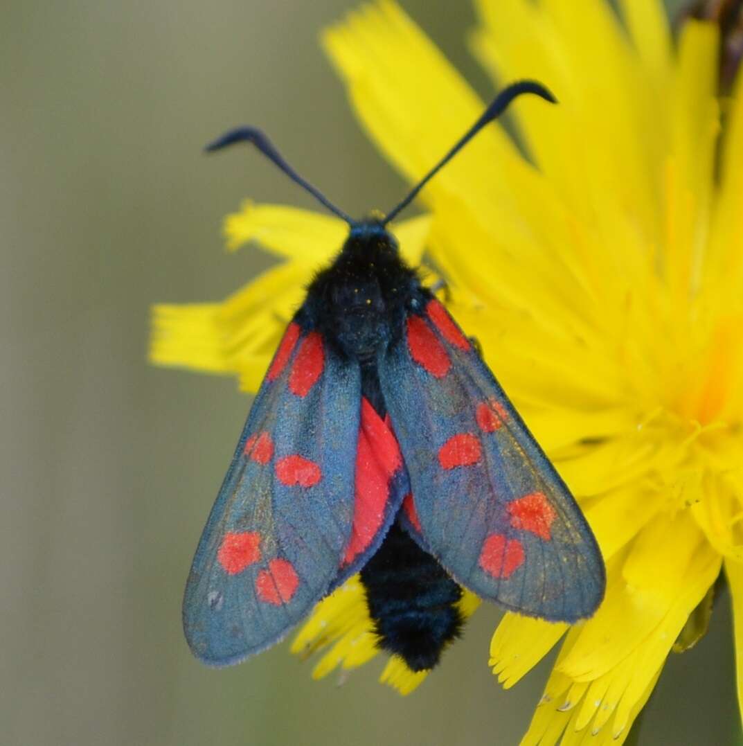 Image of six-spot burnet