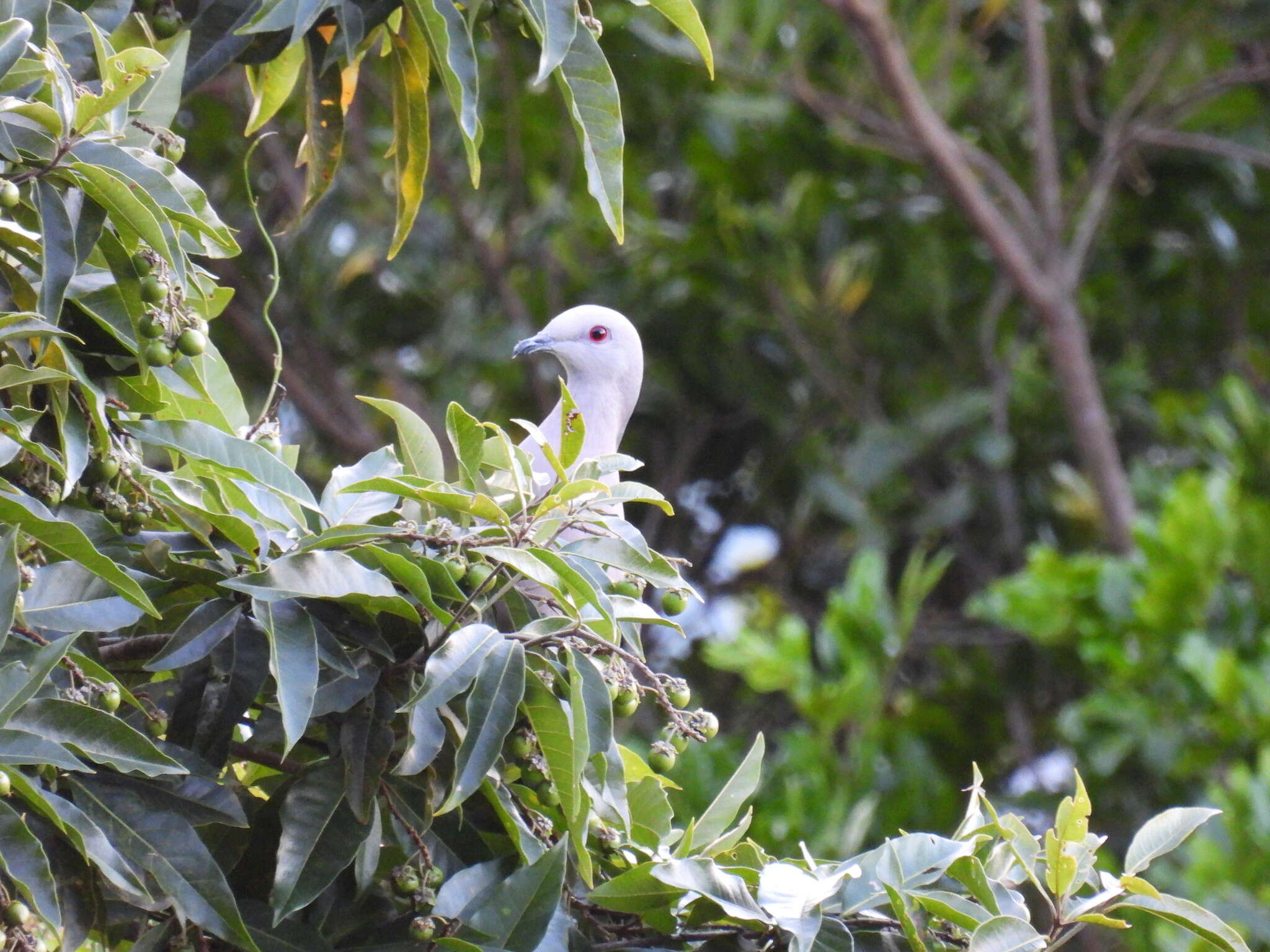 Image of Ring-tailed Pigeon