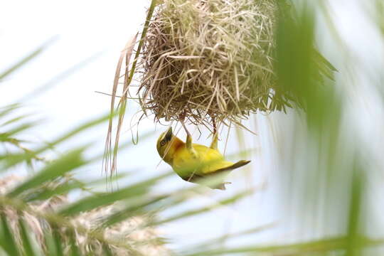 Image of African Golden Weaver