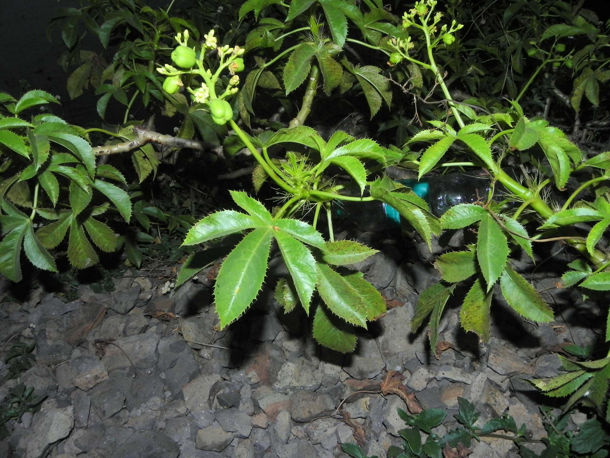 Image of Jatropha glandulifera Roxb.