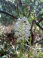 صورة Anacamptis pyramidalis (L.) Rich.