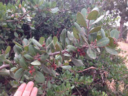 Image of lemonade sumac