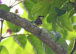 Image of Yellow-browed Tody-Flycatcher