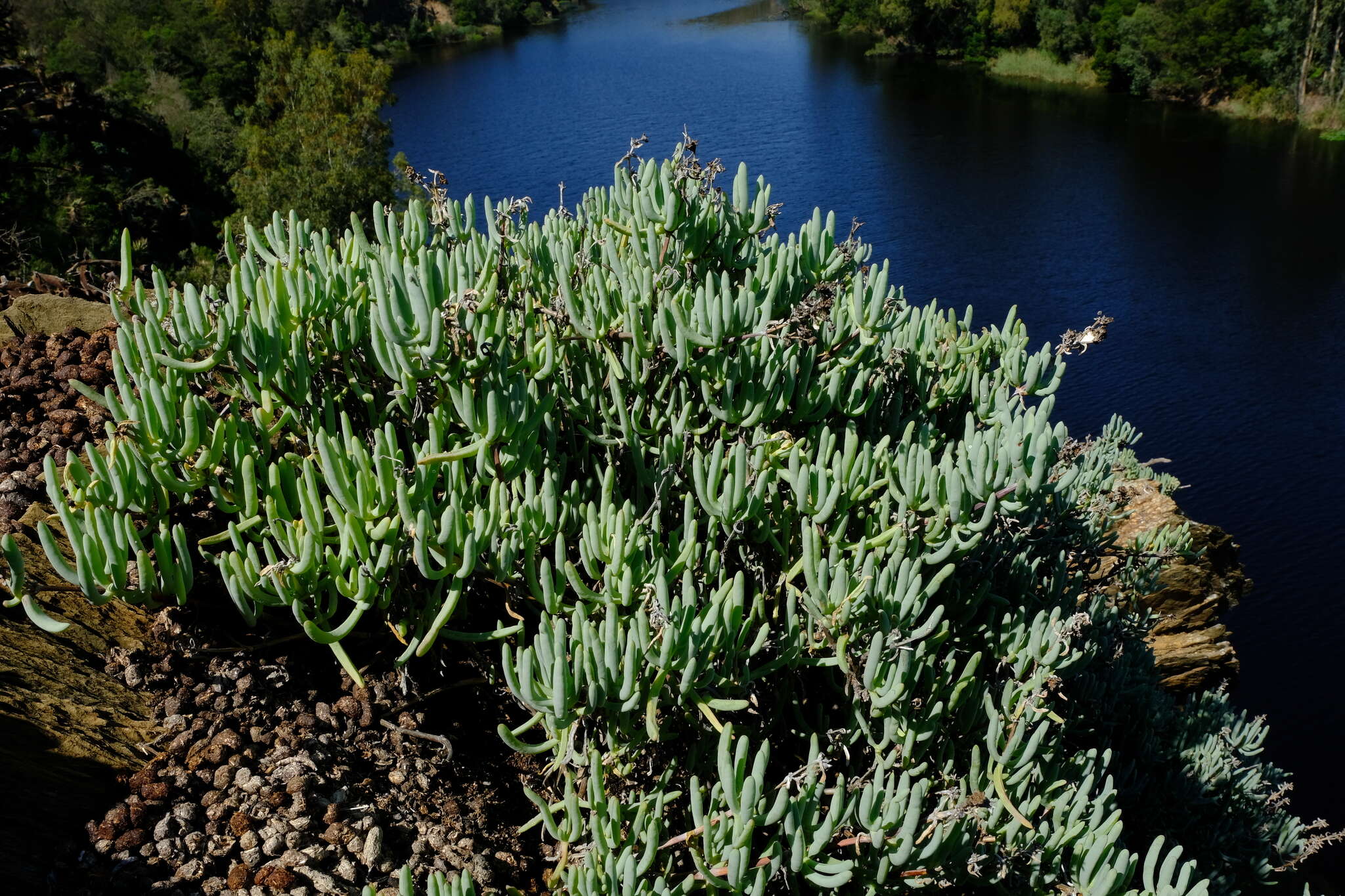 Image of Scopelogena verruculata (L.) L. Bol.