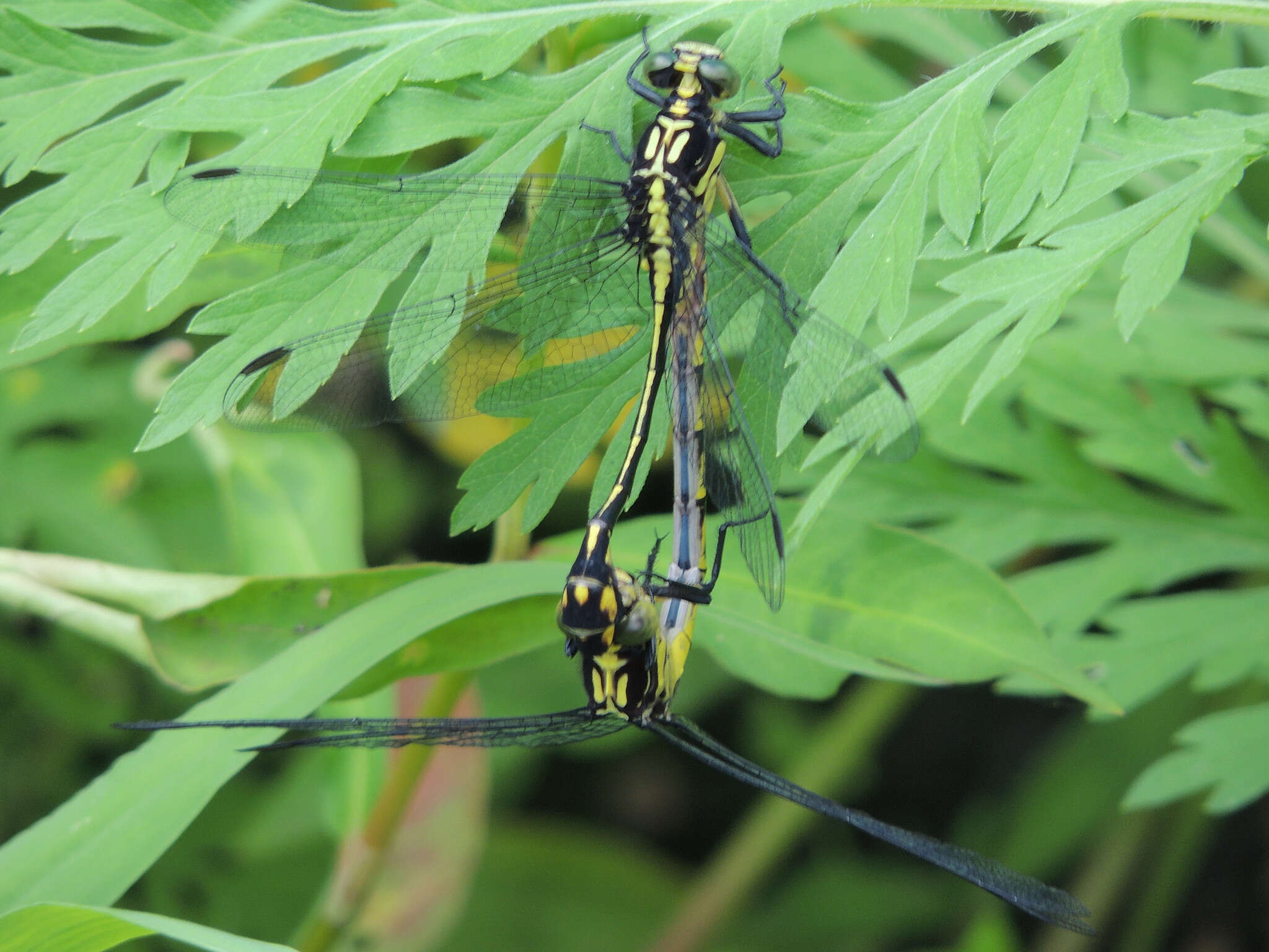 Image of Riverine Clubtail