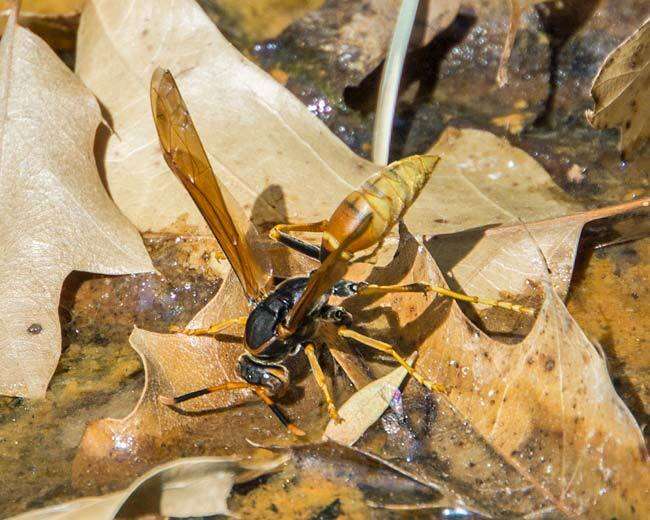 Image de <i>Polistes <i>comanchus</i></i> comanchus