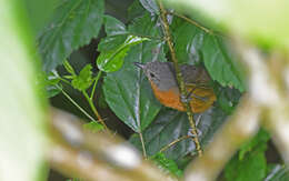 Image of Parker's Antbird