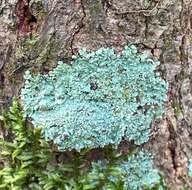 Image of shield lichen