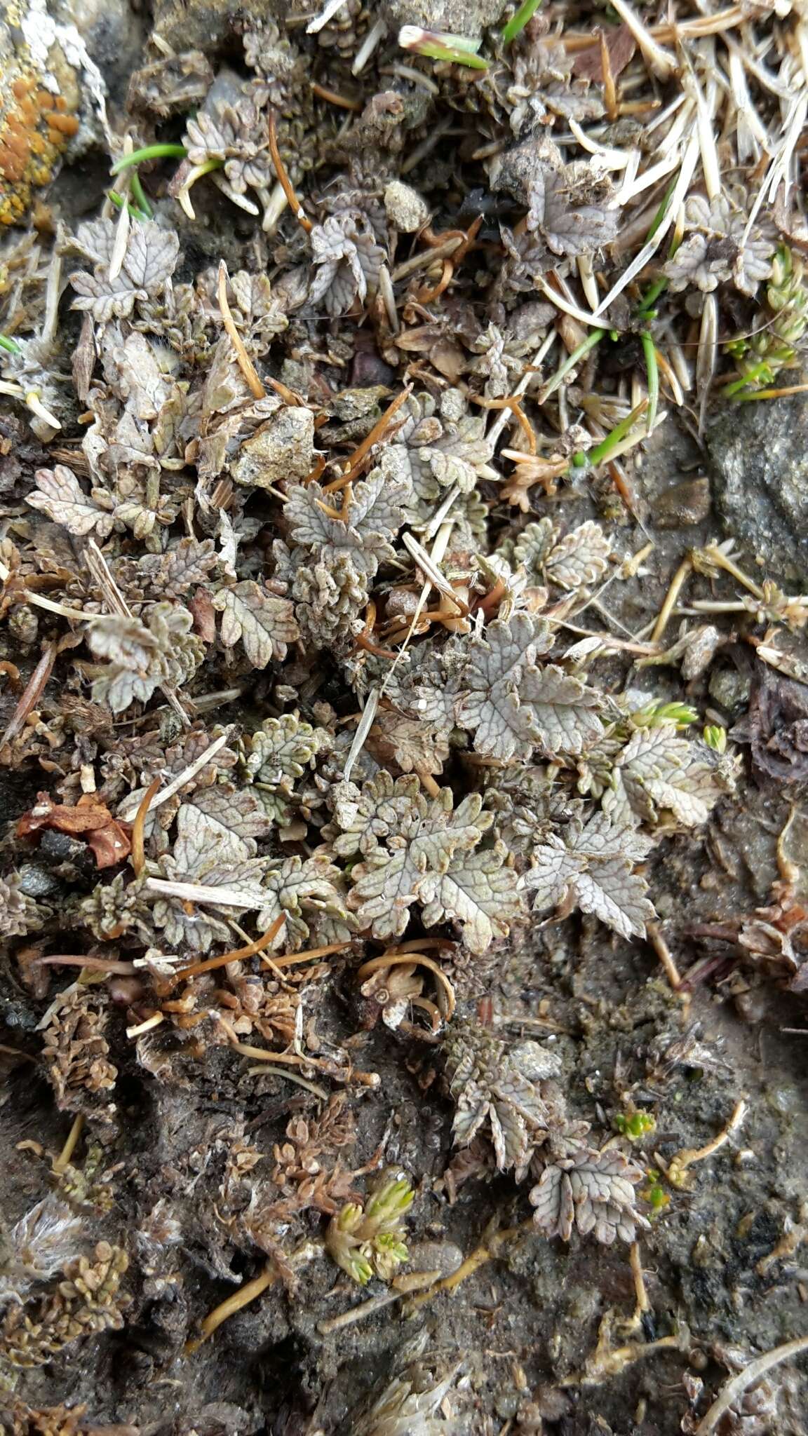 Image of Acaena buchananii Hook. fil.