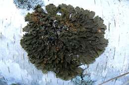 Image of melanelia lichen