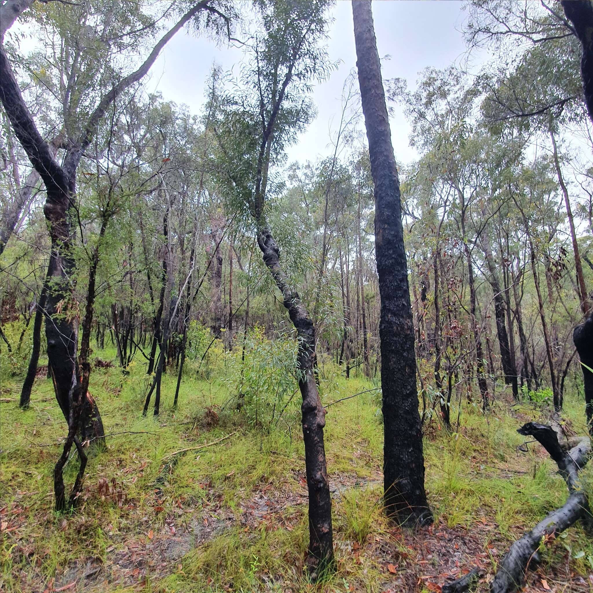 Image of Angophora bakeri E. C. Hall