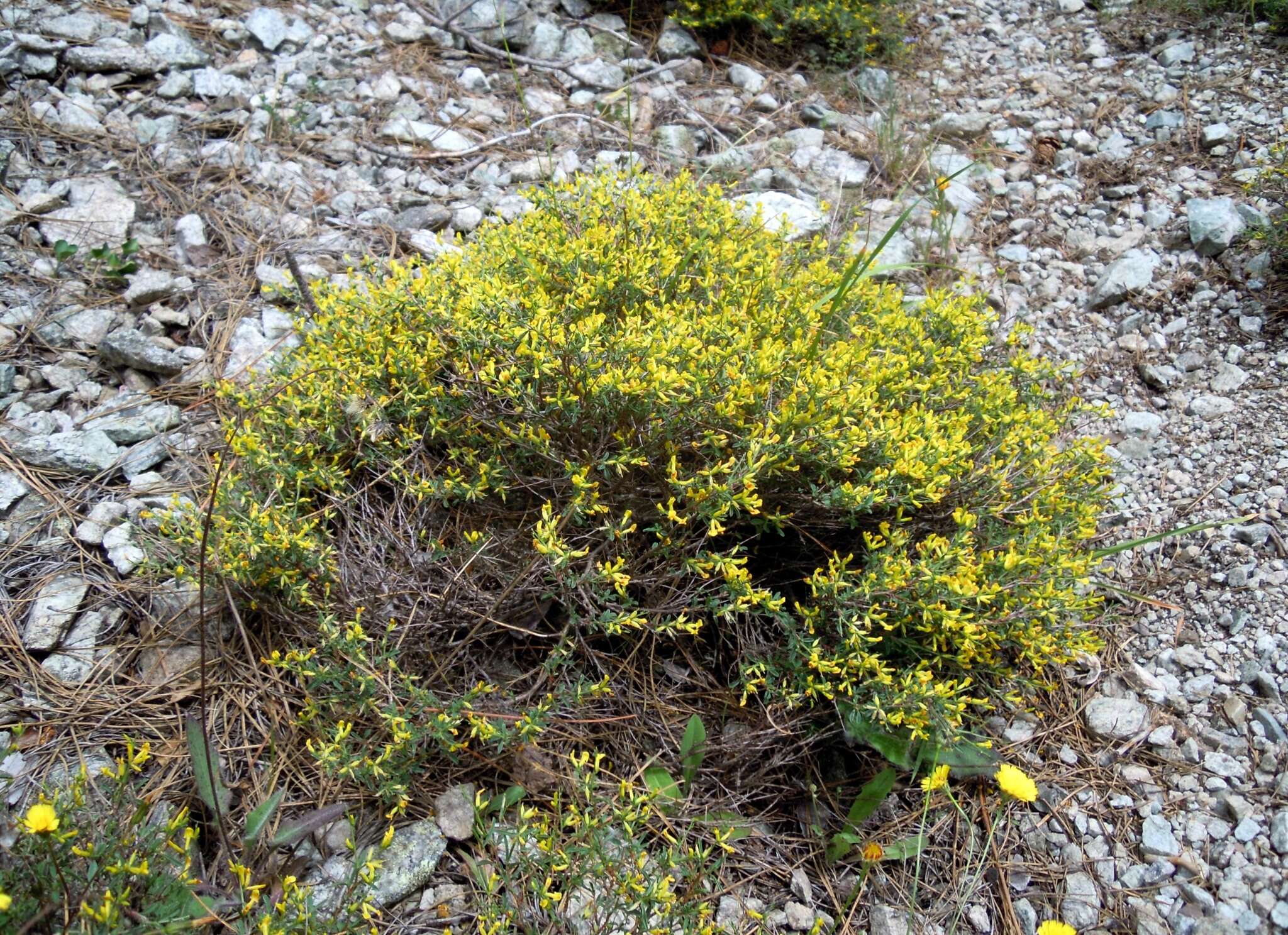 Image of Anthyllis hermanniae subsp. corsica
