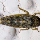 Euscelidius variegatus Kirschbaum 1858 resmi